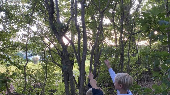 Mikroer i skoven